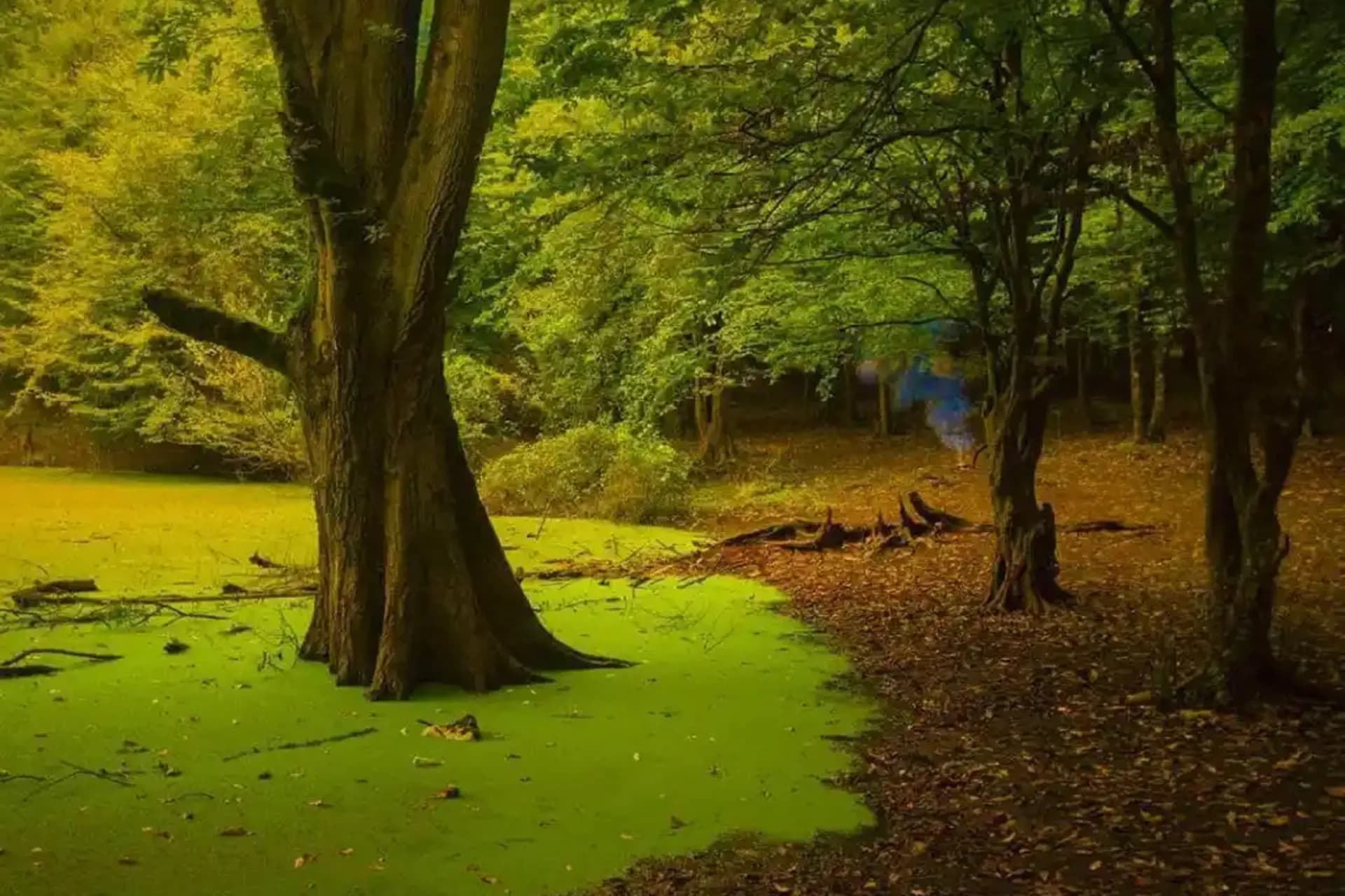 تور یکروزه مرداب سبز هسل